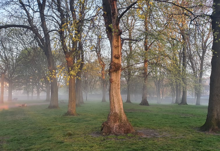 A tree stands in the centre with other trees behind. There is a layer of mist floating between the trees. Gentle sunlight shines on the central tree, giving an almost mystical quality.